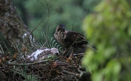 Populasi Menurun, Elang Jawa Kembali Lahir di Gunung Salak