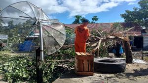 Puluhan Rumah di Aceh Besar Rusak Tertimpa Pohon Roboh Akibat Angin Kencang