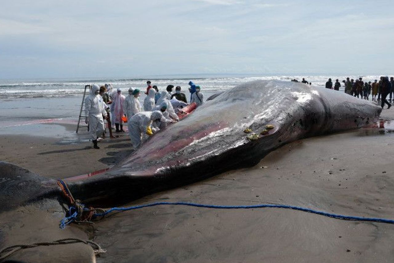 バリ島の3頭の巨大なクジラが病気で死亡したとされる