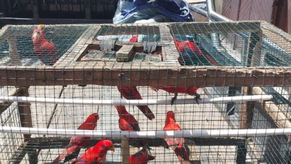 BKSDA 马鲁古在安汶老市场获得了12只努里马鲁古鸟