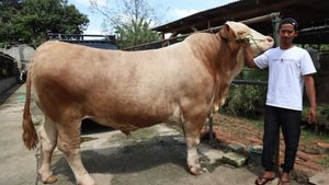 Prabowo's Sacrificial Cow Reaches 1.3 Tons, The Toughest In The Istiqlal Mosque