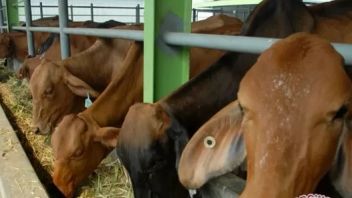 在贾蒂姆预防PMK病毒，食品工作组限制来自4个地区的动物运输