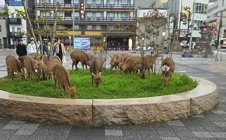 Manusia di Rumah, Kambing sampai Rusa Berkeliaran di Kota