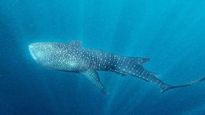 Pertamina-KLHK Successfully Find New Whale Shark Individuals In Central Papua