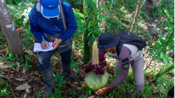 Bunga Bangkai Endemik Sumatera Kembali Ditemukan di Palupuah