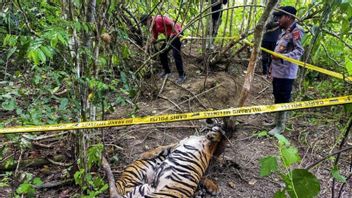 2只苏门答腊虎死于东亚齐的陷阱，LSGK敦促警方逮捕肇事者