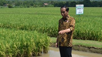 Jokowi للوزارة: يرجى ملاحظة، يجب حل مشكلة الواردات من فول الصويا والثوم وما إلى ذلك