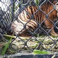 BKSDA Aceh Fokus Sembuhkan Luka di Kaki Kanan Anak Harimau Sumatera 