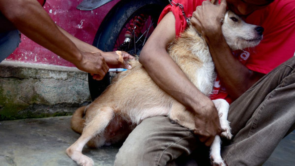 西松巴哇省狂犬病动物袭击病例增加，NTB立法者建议