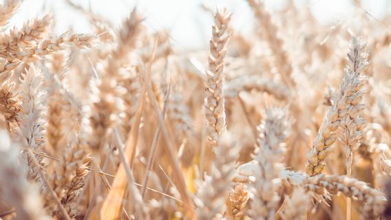 Turkey Supports UN Plan To Resume Ukrainian Wheat Exports By Sea