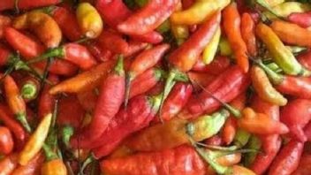 贾亚普拉的辣椒价格达到每公斤 13 万印尼盾