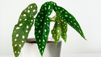 Recommandations De 7 Types De Plantes De Bégonia Dont Les Soins Sont Faciles