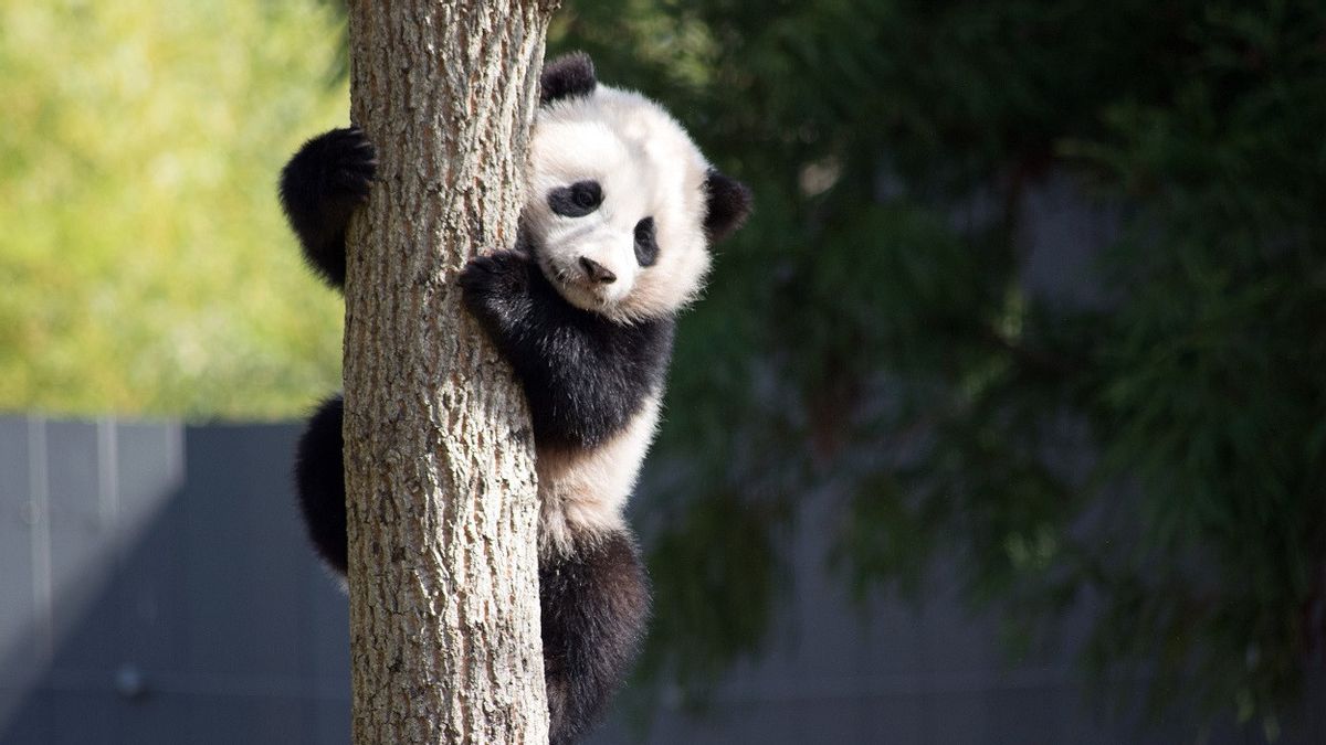 科学家说，自数百万年前以来，大熊猫就有了“假拇指”