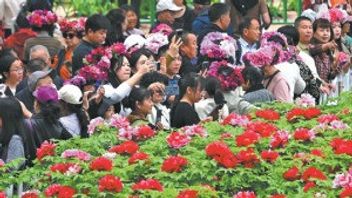 Heze, Kota Peony China yang Ubah Bunga Jadi Wisata, Teh, dan Mahkota