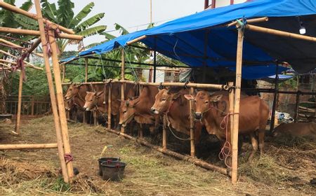 Cerita Pedagang Sapi Kurban di Jakut, Penghasilan Sedikit Meningkat Dibanding Tahun Lalu