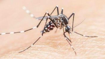 Dinkes Tangerang Serukan Aksi Bersama untuk Cegah Penularan Malaria