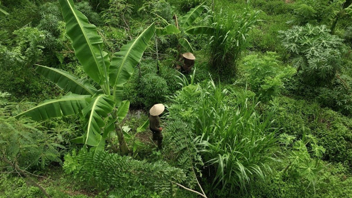 Nyanyi Bali and Valrhona Launch Valrhona Cocoa Forest in Bali, Realizing Sustainable Gastronomy
