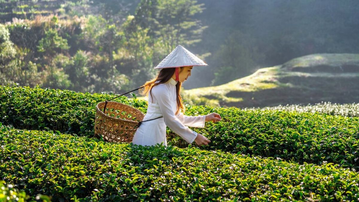 Buntut dari Kunjungan Bill Gates, Kota Da Nang Bergegas Siapkan Wisata Meditasi Teh