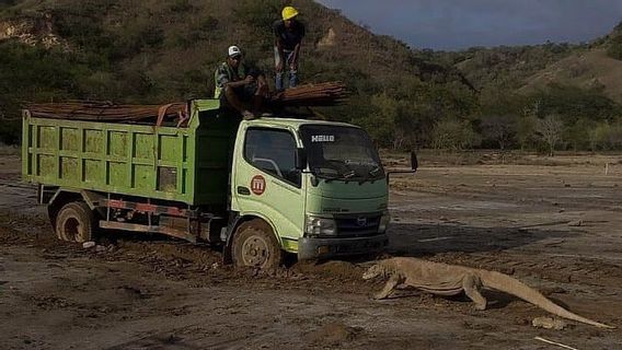 Viral Photo Of Komodo Dealing With Material Trucks On Rinca Island, NTT, This Is Explained By The Ministry Of Environment And Forestry
