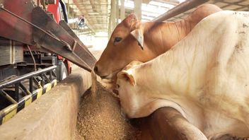 政府为茂物受口蹄疫疫情影响的105头奶牛拨款1050亿印尼盾赔偿