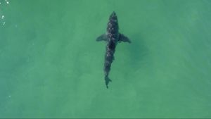 Pantai di Sydney Kerahkan Drone dan Helikopter setelah Serangan Hiu yang Fatal
