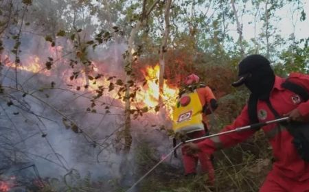 Pulang Pisau di Kalteng Tetapkan Status Siaga Darurat Karhutla