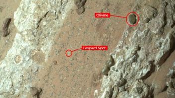 Robot Perseverance Temukan Batu dengan Tanda Kehidupan di Mars 