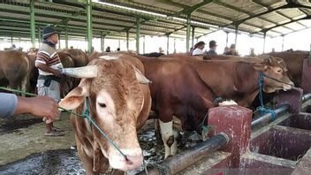 Ahead Of Eid Al-Adha, Minister Of Agriculture Syahrul Said That The Stock Of 42,268 Tons Of Beef Was Sufficient