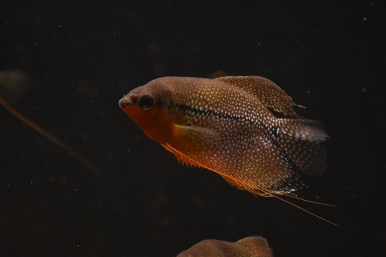 6 Types Of Fish Offer High Protein, Healthy For Daily Consumption