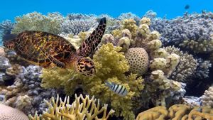 UNESCO Tegaskan Great Barrier Reef Milik Australia Terancam Bahaya dalam Memori Hari Ini, 22 Juni 2021