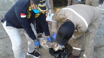 Preventing Avian Influenza From Entering Ternate, 21 Poultry From Manado Burned