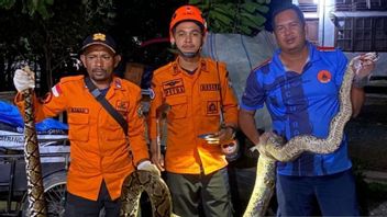 Ular Piton 2 Meter Nyasar ke Rumah Warga, BPBD Aceh Barat Bergerak Cepat