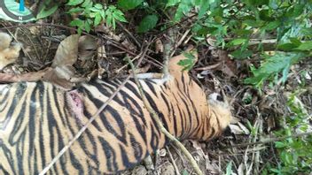 Court Trials Farmers Case In East Aceh Toxic Tigers, Threatened With 5 Years In Prison