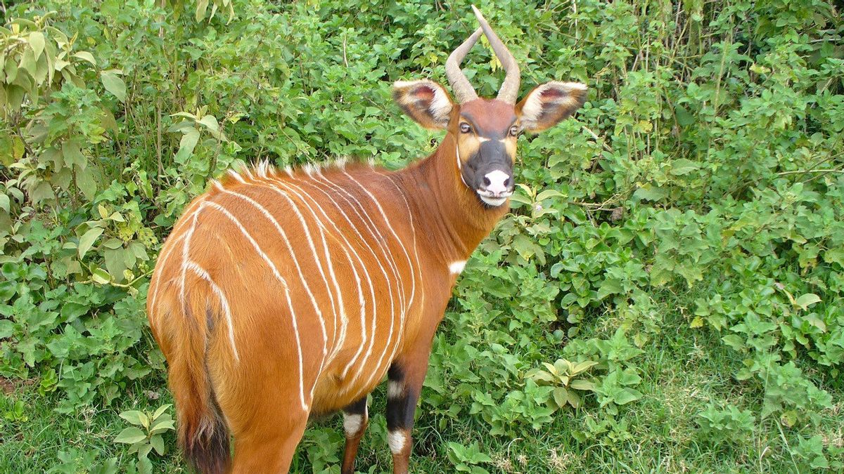 肯尼亚濒临灭绝、特有和标志性的动物为其物种的生存带来了新的希望