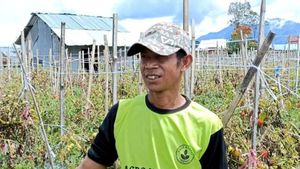 Harga Anjlok, Petani di Lampung Barat Buang Ratusan Kg Tomat ke Jurang