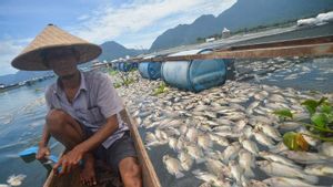 15,2 Ton Ikan di Danau Maninjau Sumbar Mati, Kerugian Ditaksir Capai Rp380 Juta