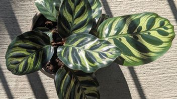 4 Penyebab Tanaman Calathea Menggulung Daunnya dan Merusak Keindahan Tanaman