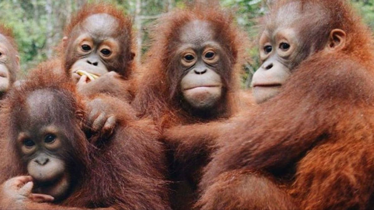 هذه هي 6 المؤسسات التي تستفيد من التبرعات التشفير، واحد منهم هو الحفاظ على Orangutan!