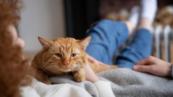 D'après les vétérinaires, les chats qui sont fatigués et souvent capers se révèlent à cause d'anxiété
