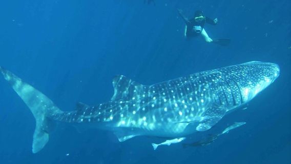 Le Requin Baleine Apparaît à La Plage De Ngrenehan Gunungkidul