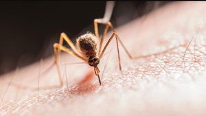 WHO Nyatakan Suriname Bebas dari Malaria, Bagaimana dengan Indonesia?