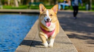 7 Tips Keselamatan Penting Saat Mengajak Anjing Jalan-jalan di Musim Panas