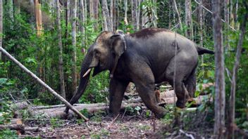 标志是苏门答腊大象进入油棕种植园的反应,导致BKSDA办公室遭到破坏