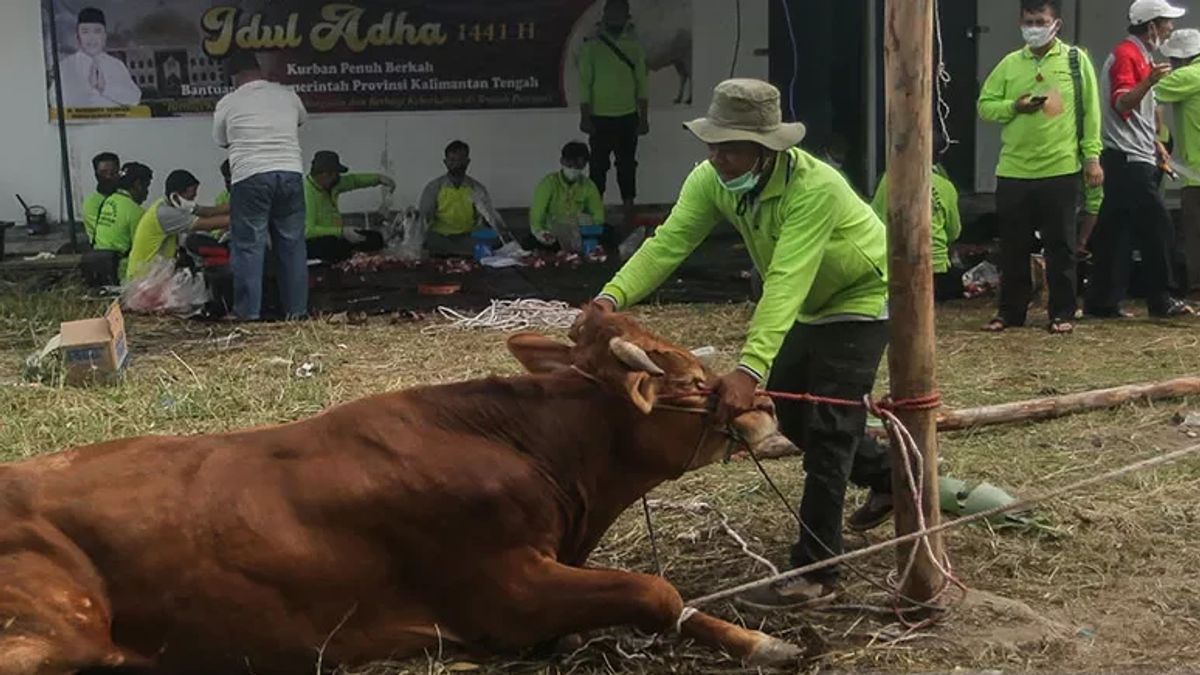 イドゥラダの前、Distan Bandungは66人の動物犠牲者保健監視官を投下しました