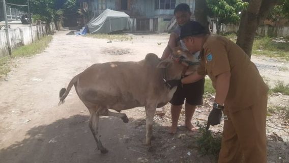 Outbreak Slashes In Ogan Ilir, South Sumatra, 200 Buffaloes Injected With Vaccine
