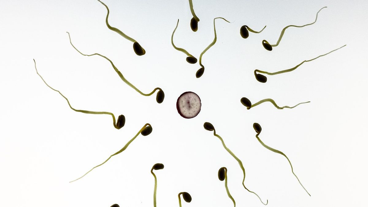 How To Distinguish Fertile Sperms And Not? Check The 5 Indicators Here