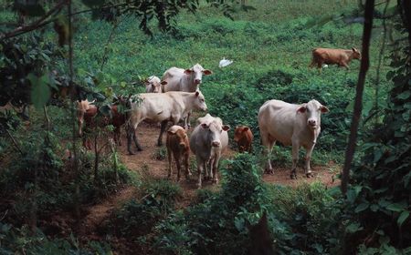 Guru Besar IPB: Sapi Berdampak pada Pemanasan Global karena Sendawanya Mengahasilkan Metana