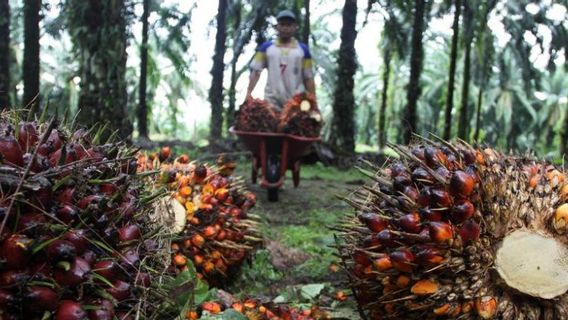 Mauvaise Nouvelle, La Malaisie A Battu L’Indonésie Pour Devenir Un Fournisseur Majeur D’huile De Palme En Inde, En Raison De La Politique De Sri Mulyani?