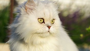 كيفية علاج وعلاج القط الفارسي الفطر