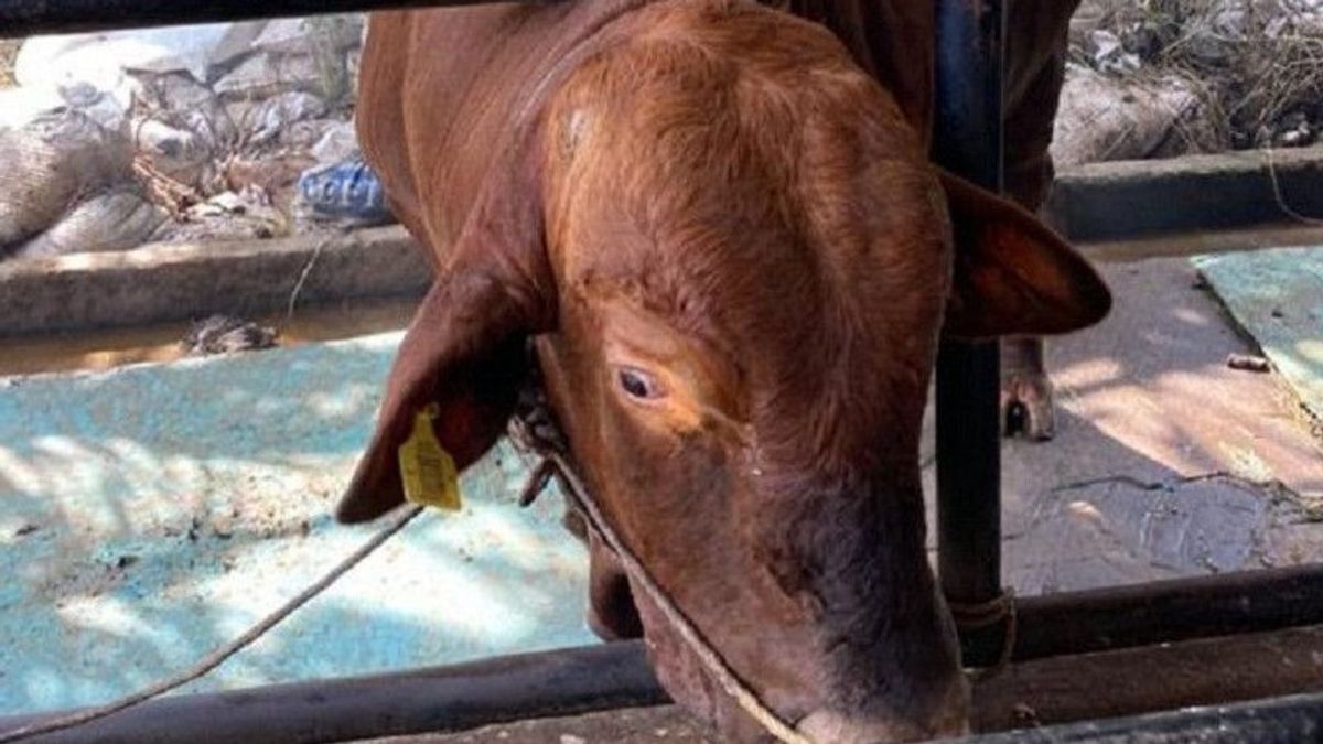 ジョコウィからジャンビへ840kgの体重を犠牲にした牛ブルーノがメランギンで屠殺されます